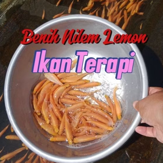 1-4 cm Bibit Ikan NILEM LEMON KUNING / IKAN TERAPI - BACA DESKRIPSI DULU YA