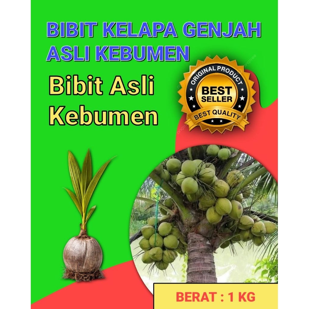 HARGA PETANI  Bibit Kelapa Pendek Entok, Bibit Kelapa Pendek Entok Genjah
