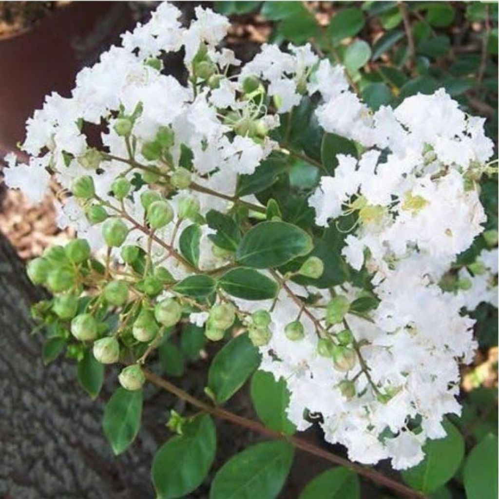 Tanaman Bunga Sakura Putih / White Crape Myrtle / Lagerstroemia Speciosa / White Crepe Myrtle / Saku