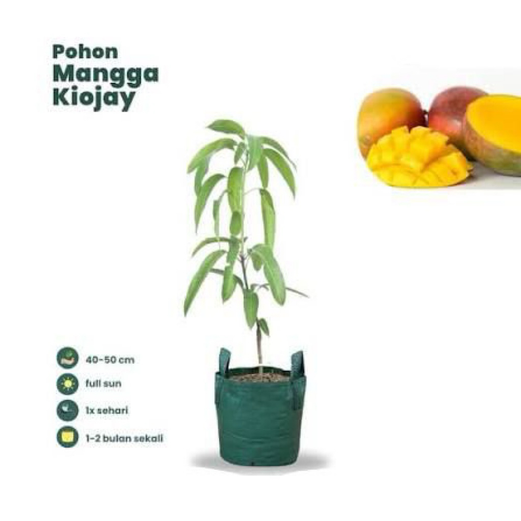 MANGGA KIOJAY POHON CEPAT BERBUAH