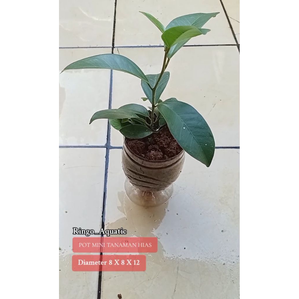 Pot tanaman bunga dari botol Aqua bekas pot mini cantik