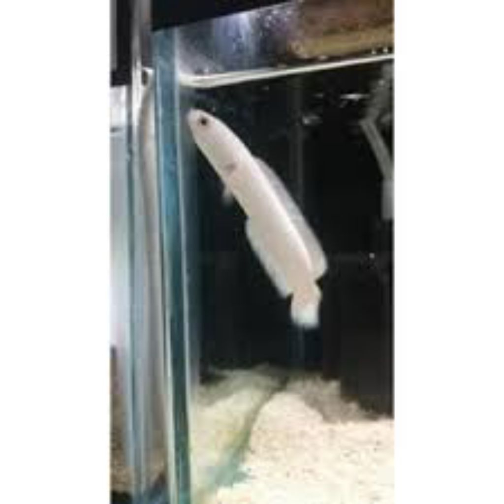 Asiatica platinum