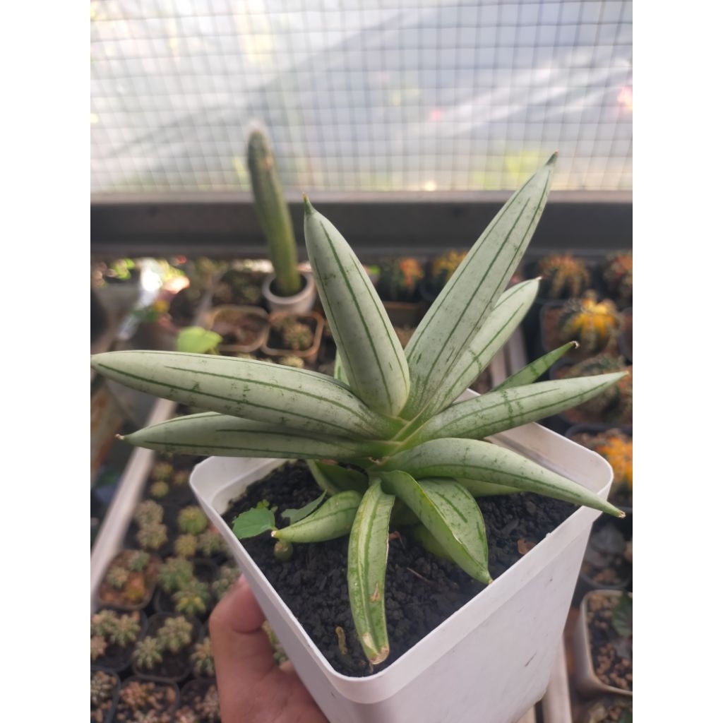 Sansevieria Boncel Platinum Cross