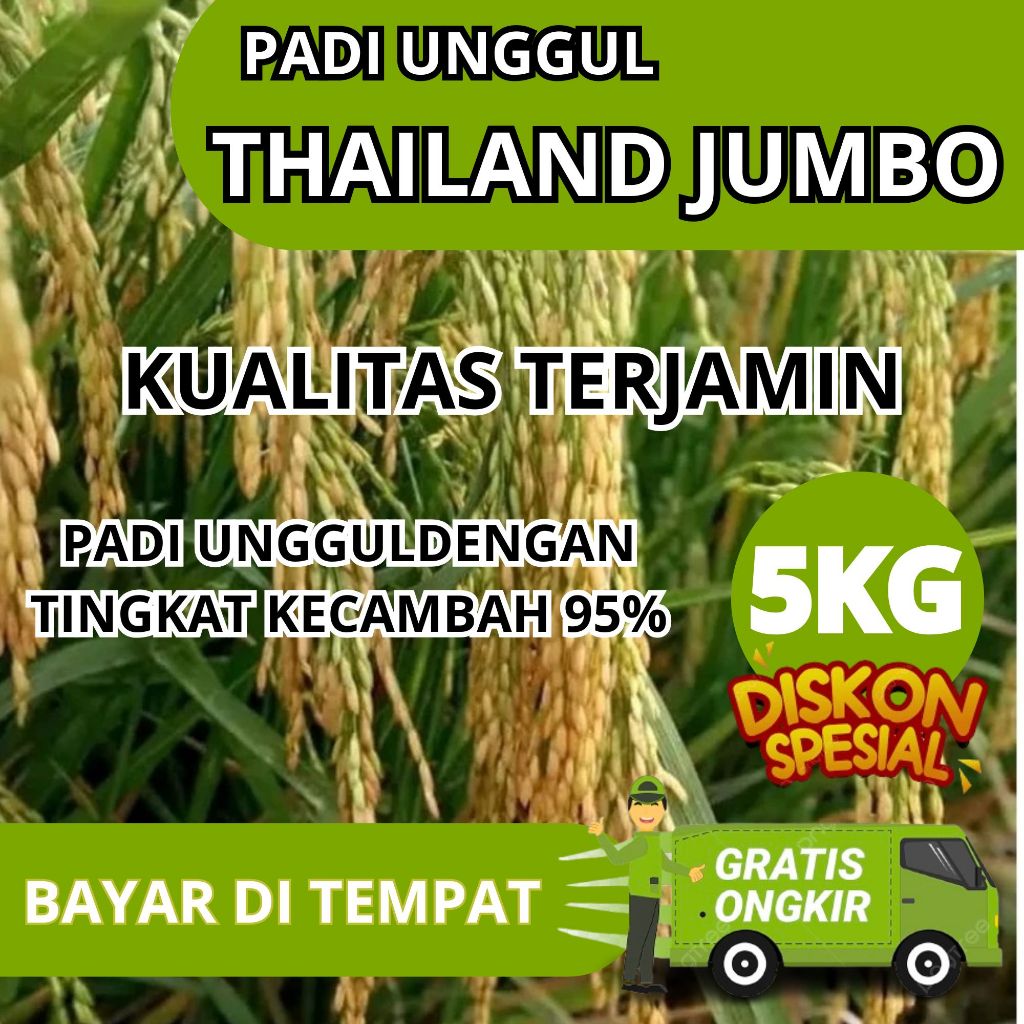 Bibit padi Thailand jumbo kemasan 5kg 100% original