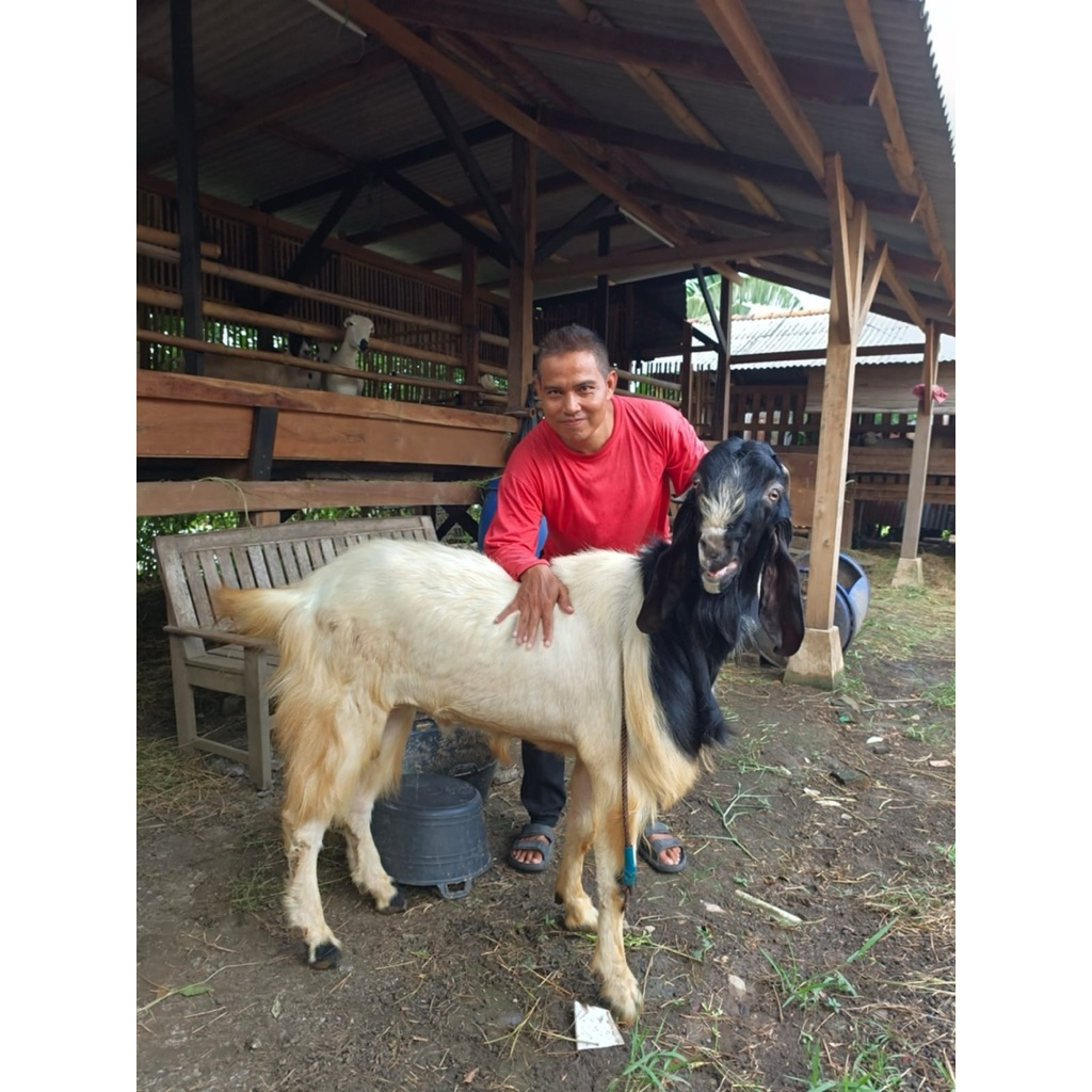 Domba Qurban Ekonomis