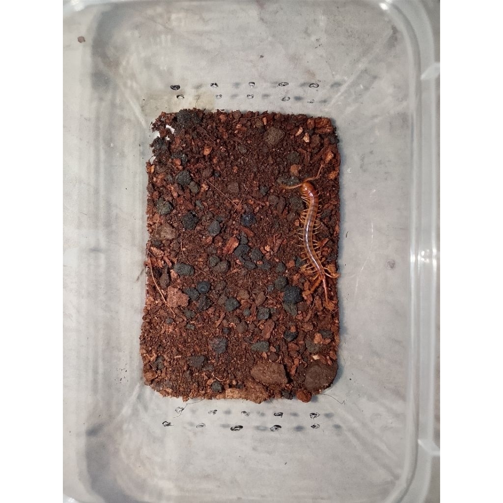 Kelabang Ethmostigmus Rubripes (Mainan)