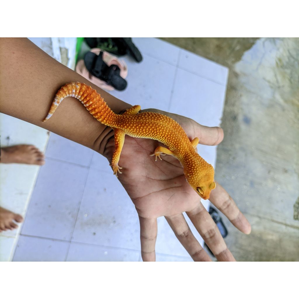 Gecko dewasa SHCTB oreenn