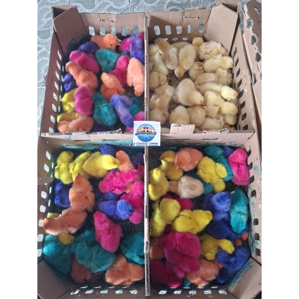 ayam warna-warni / anak ayam pelangi / DOC pejantan