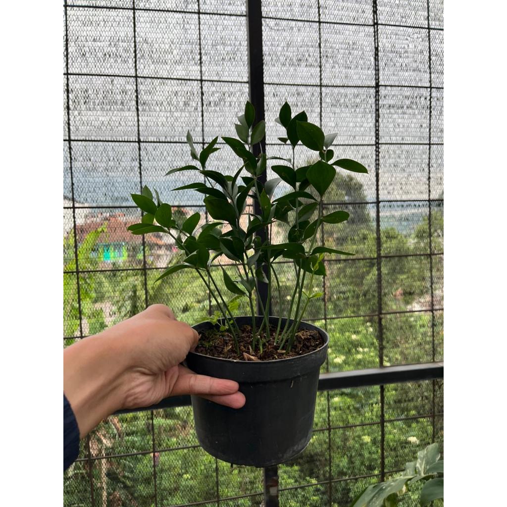 Bibit Daun Ruskus ( satu pot )