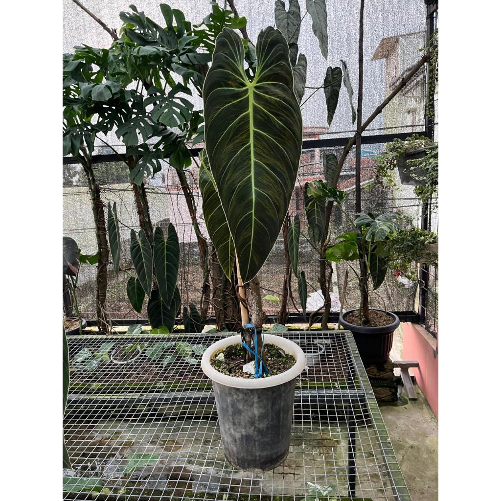 Bibit Daun Melano ( satu pot )