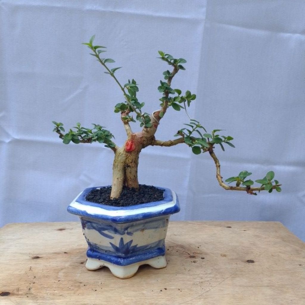 Bonsai mini Sancang