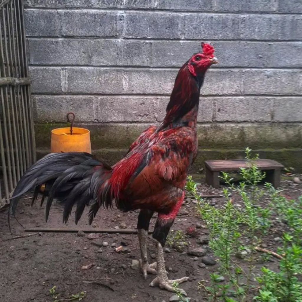 telur ayam bangkok pama ninja sangat lincah dan cerdas atau bisa di buat hiasan kandang atau di tern