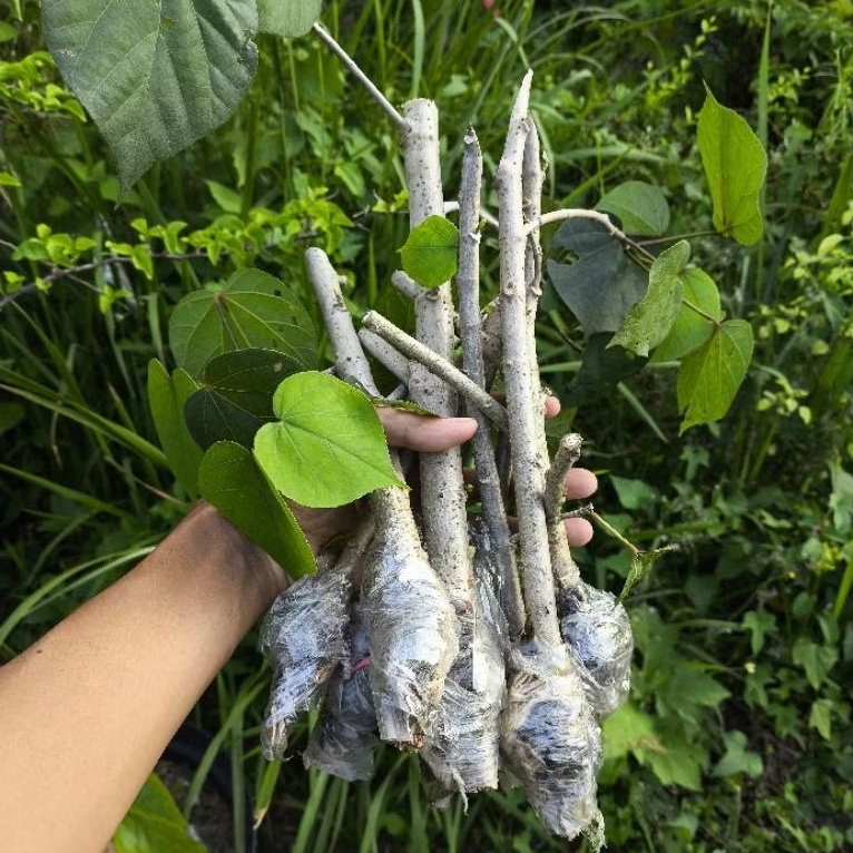 Bahan Bonsai Waru India Turun Cangkok Full Akar