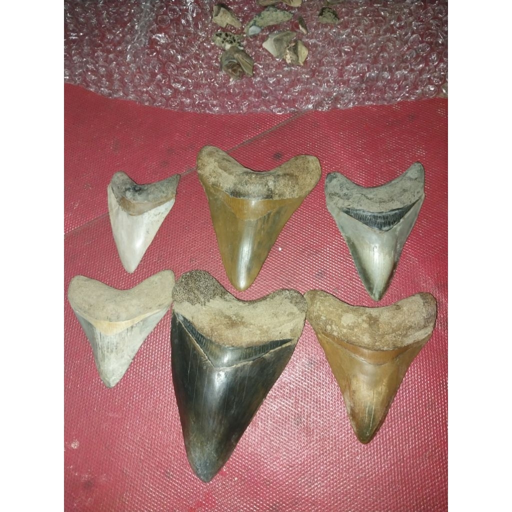 batu megalodon