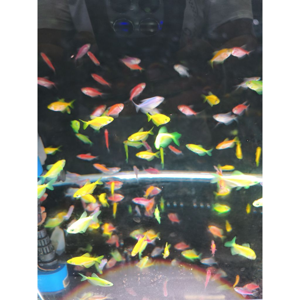 Ikan Glofish Tetra ikan warna warni ikan hias