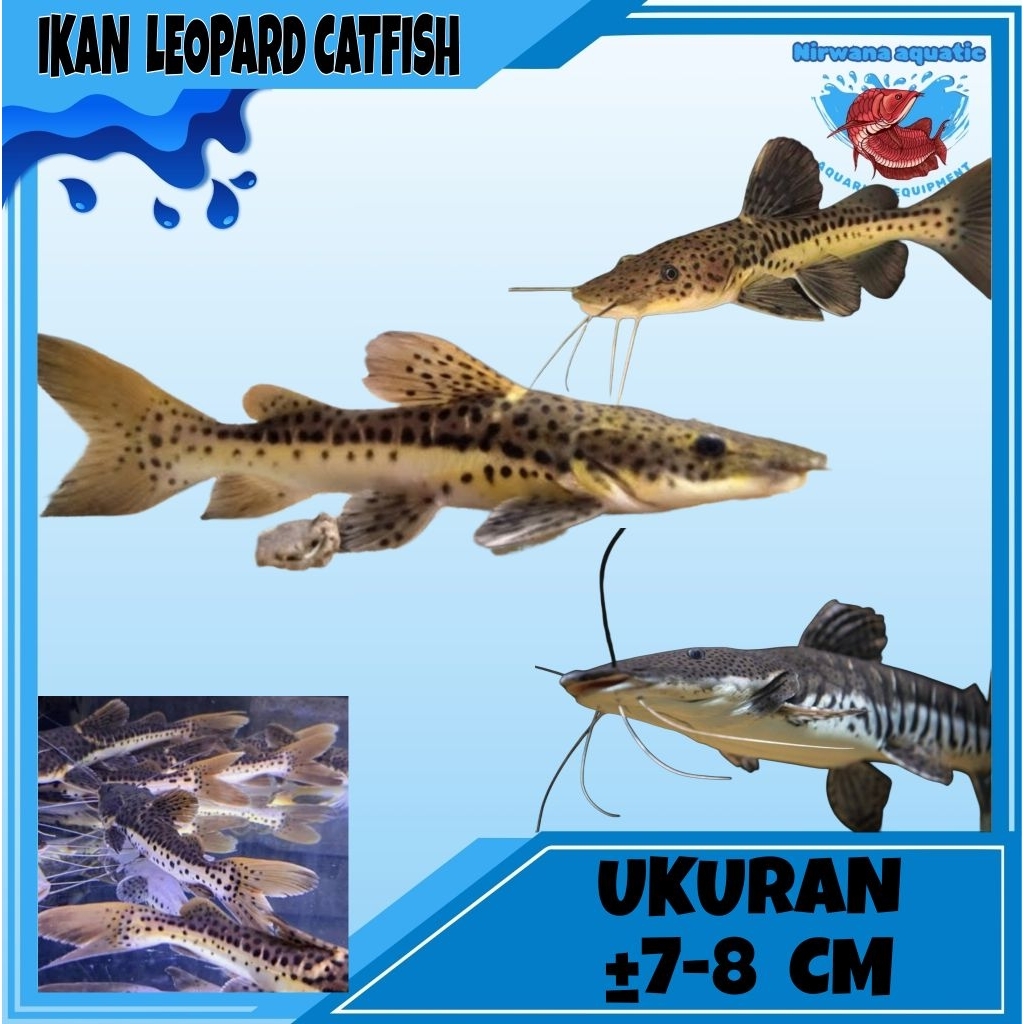 (INSTAN) IKAN LEOPARD CATFISH -UKURAN ±8-10 CM
