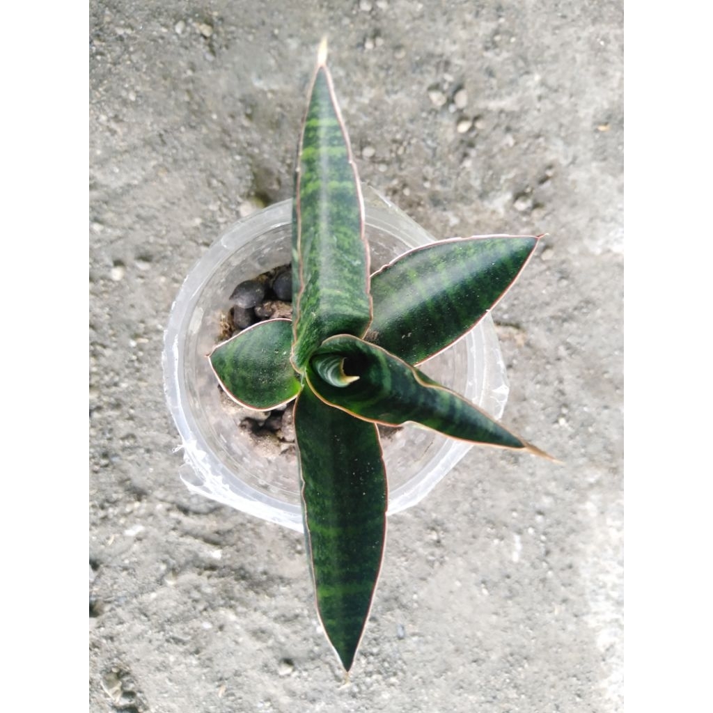 anakan sansevieria hybrid Cordova x downsi