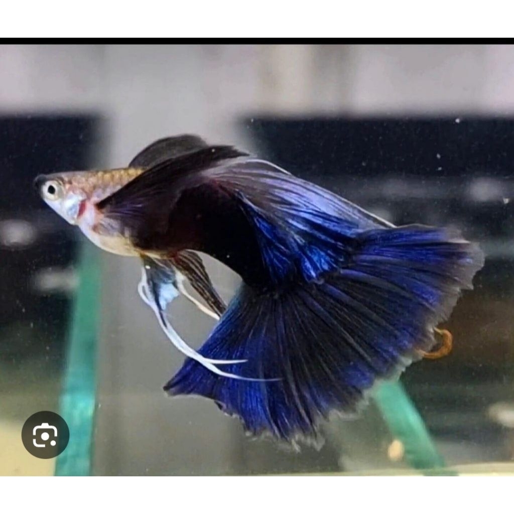 (Hiasan Aquarium)Guppy hb blue ribbon fin c thick