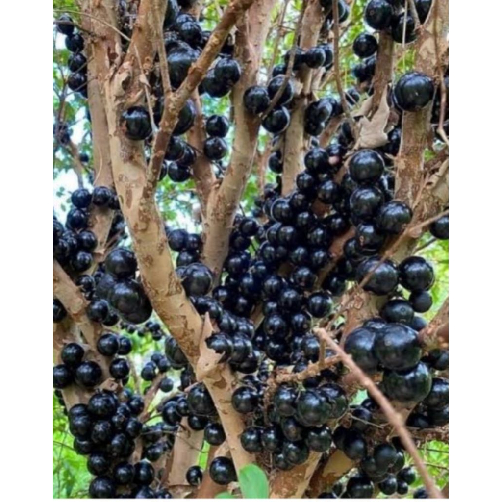 bibit, Anggur,Brazil,hasil,stek,bagus