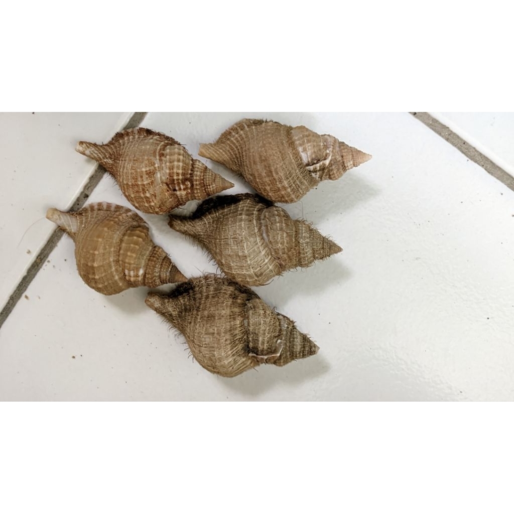 cangkang kerang unik untuk kerajinan