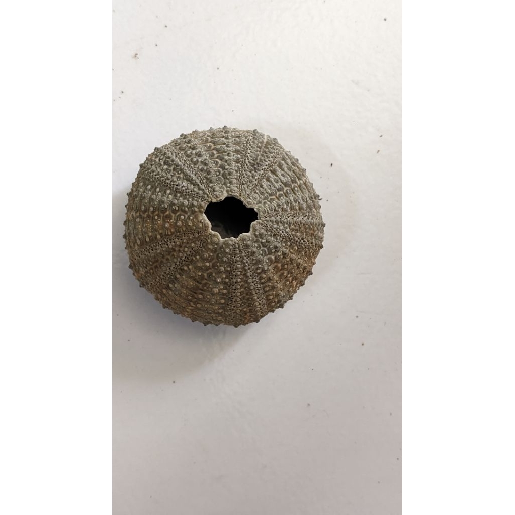 cangkang kerang landak laut/bulu babi