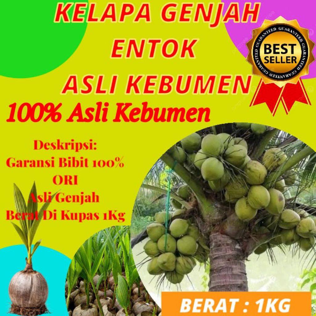 HARGA GROSIR  Bibit Kelapa Pendek Entok Genjah, Bibit Kelapa Pendek Entok Unggul