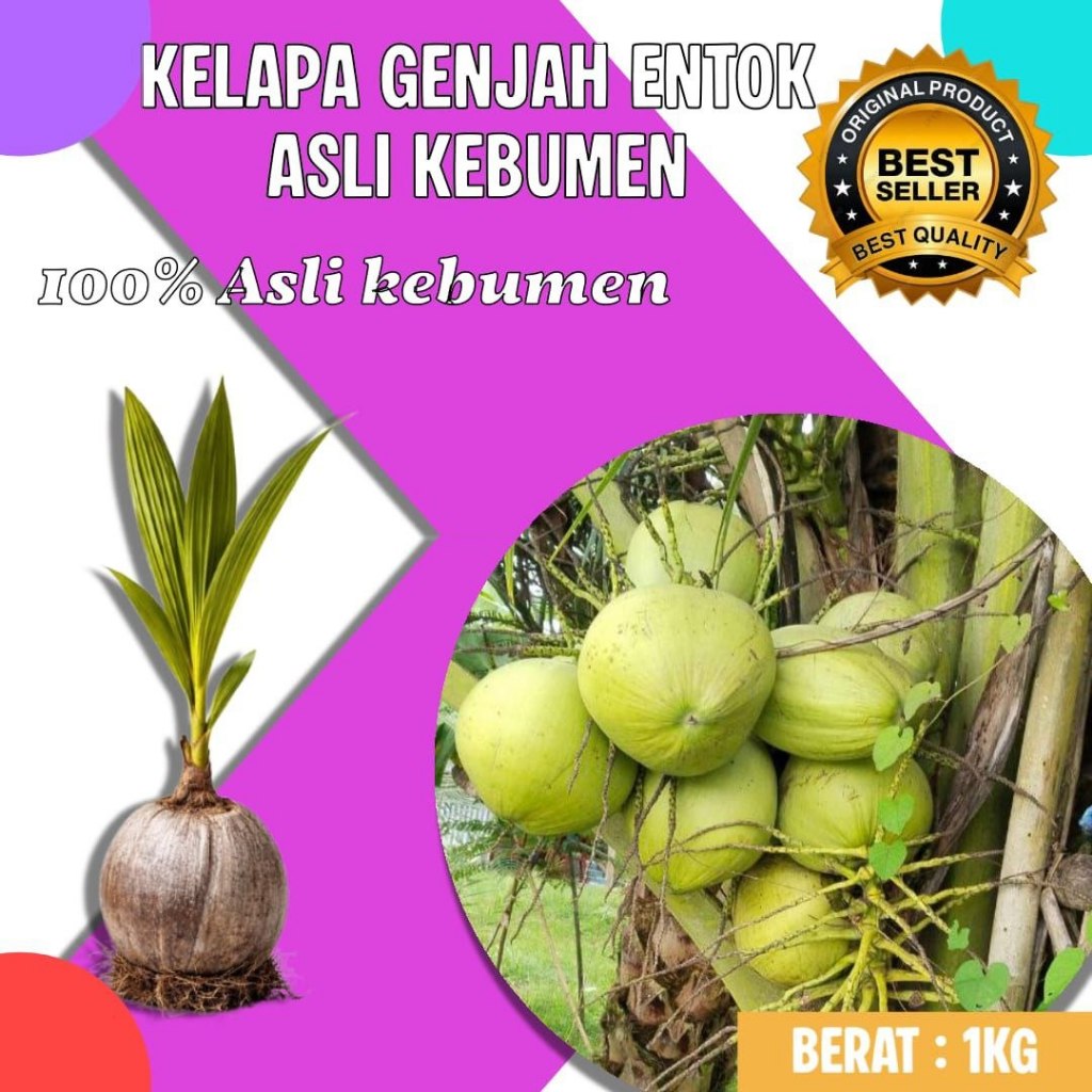 TERLARIS  Bibit Kelapa Genjah Buah Besar, Bibit Kelapa Genjah Entok, Bibit Kelapa Genjah Entok Berse