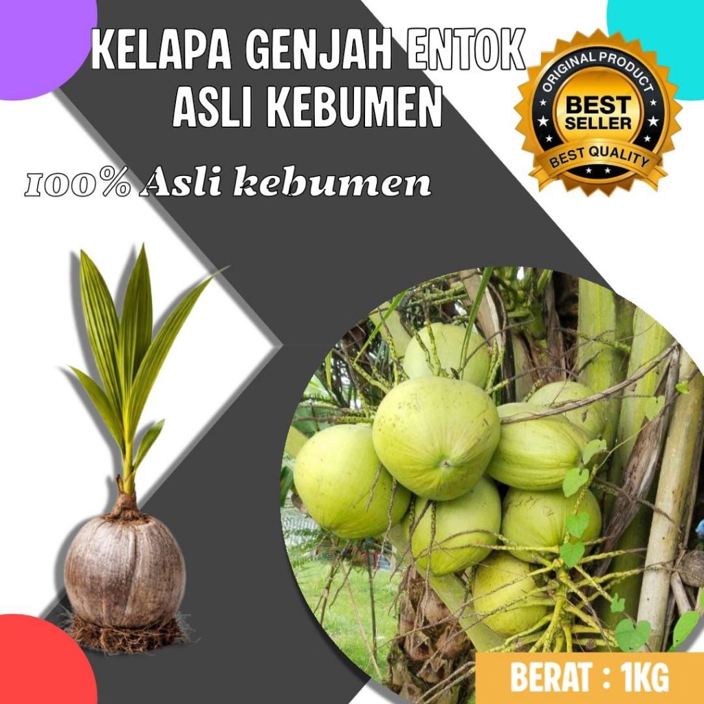 TERJAMIN  Bibit Kelapa Genjah Entok Bersertifikat, Bibit Kelapa Genjah Entok Kebumen, Bibit Kelapa G