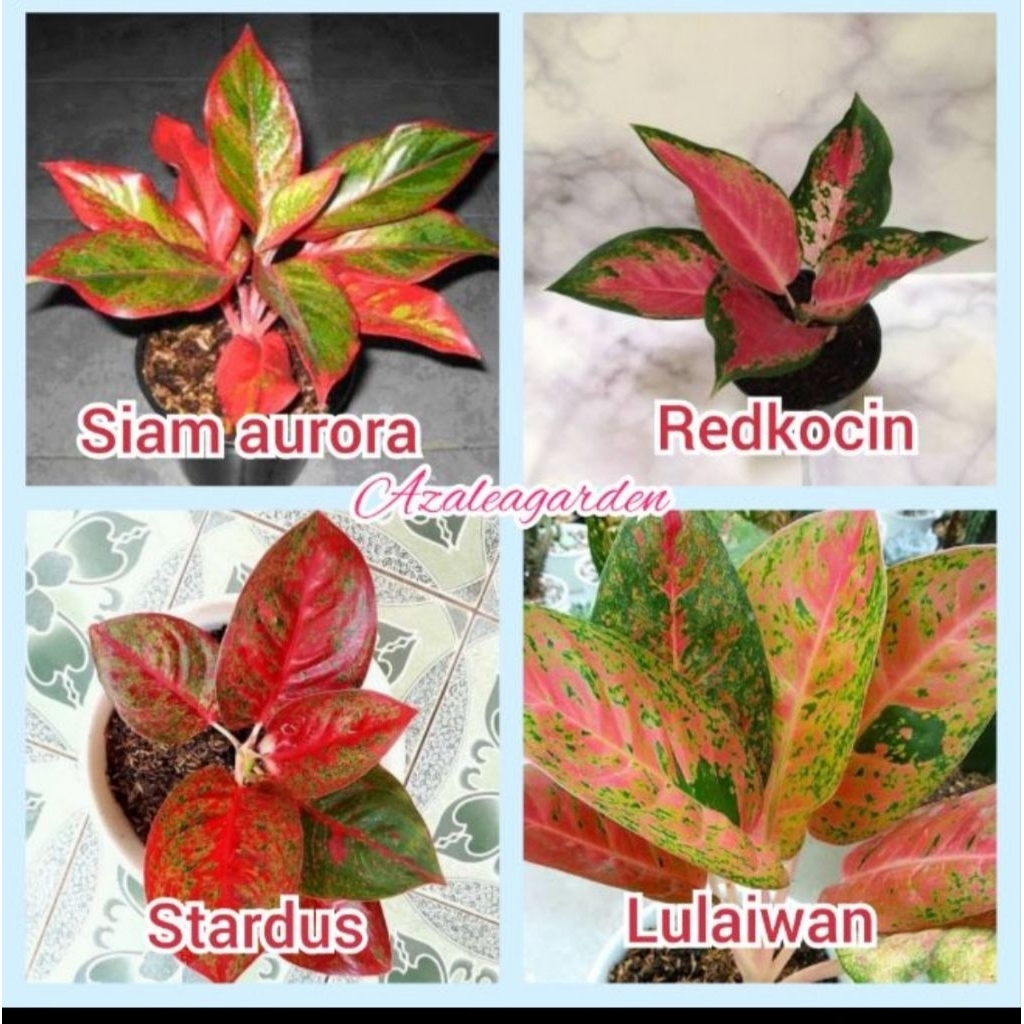 paket 4 jenis aglonema termurah /bonggol
