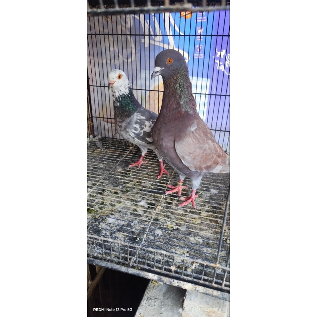 SEPASANG BURUNG MERPATI GIRING SEHAT GRATIS BESEK