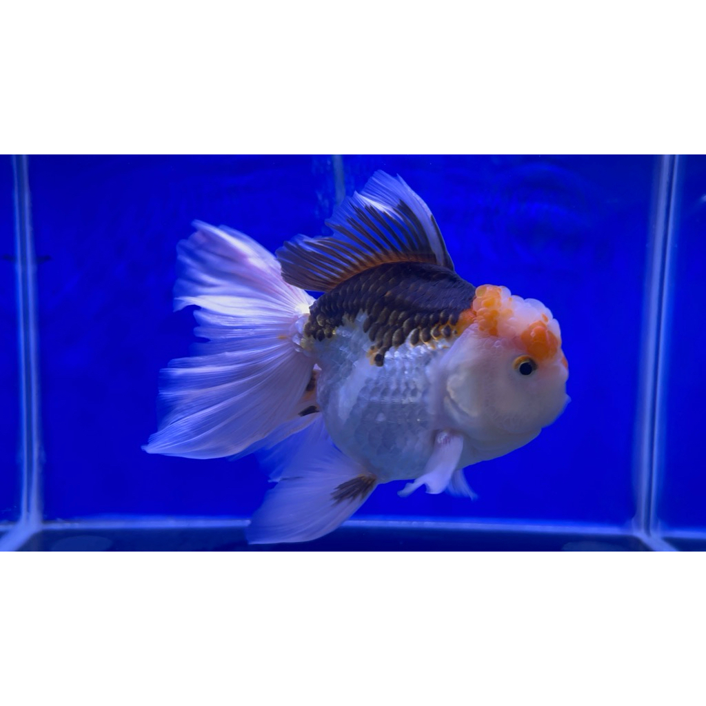 Ikan Mas Koki Oranda Tricolor size jumbo