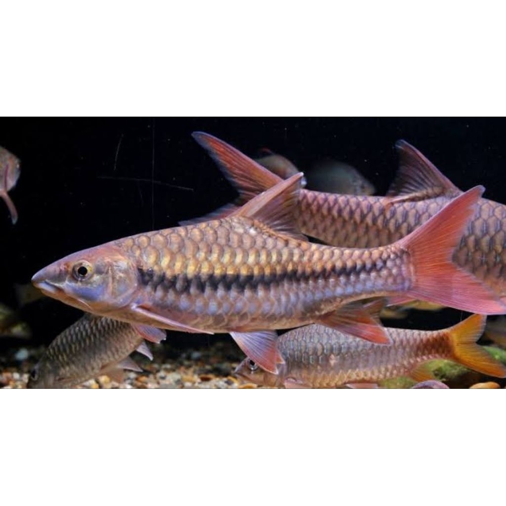 Tor Sinensis Red Mahseer China