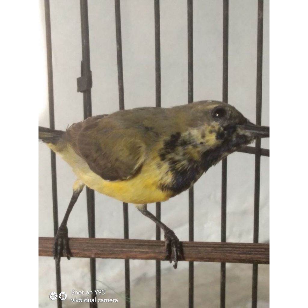 burung sogon trotol dan ful nopeng