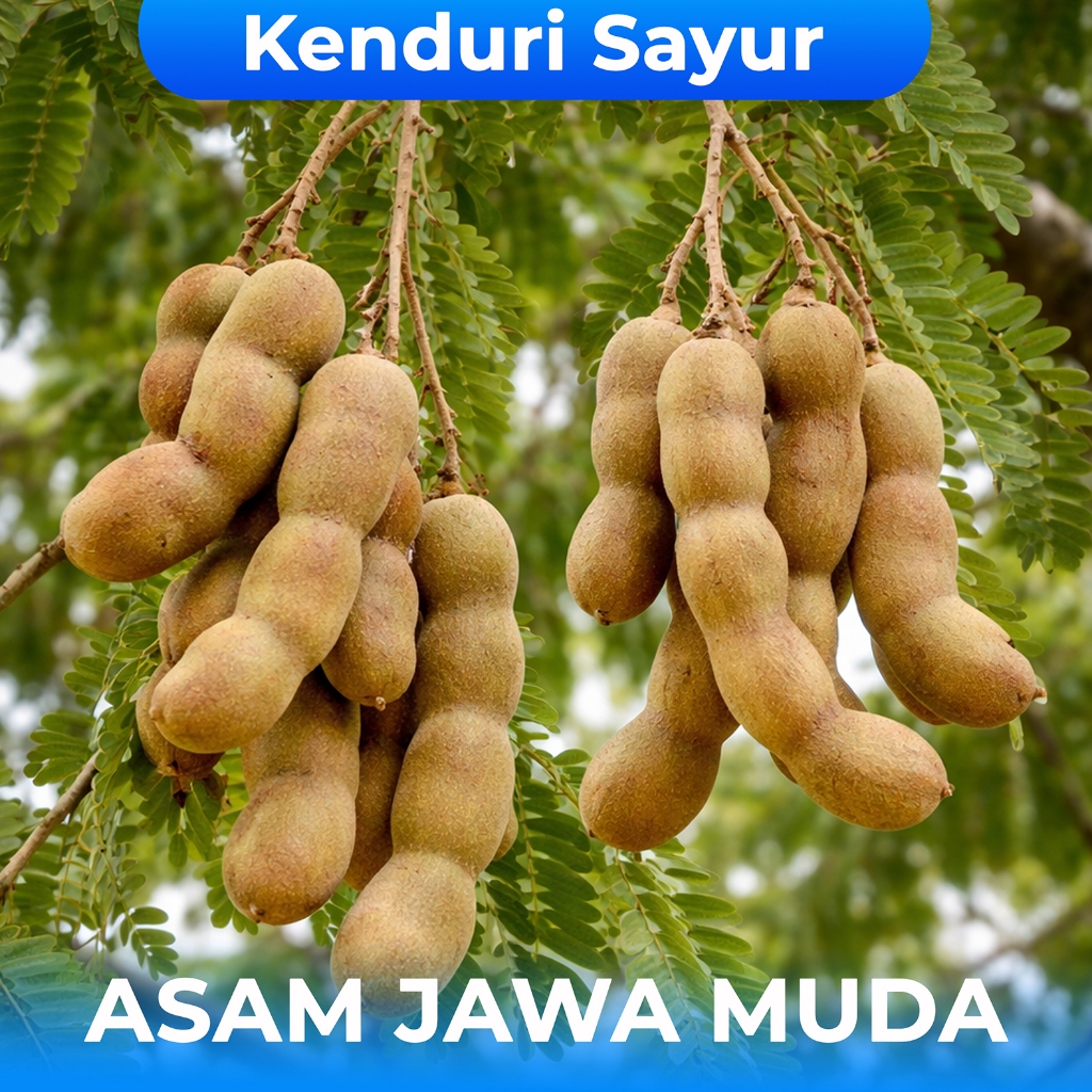 Asam Jawa Muda 1 Kg , Asam Jawa Mentah 1 Kg Segar Alami