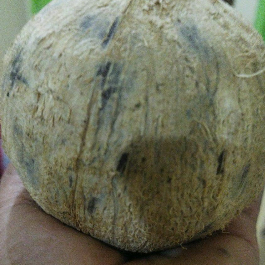Kelapa gading ukuran 400 -600 g kelapa santan tua