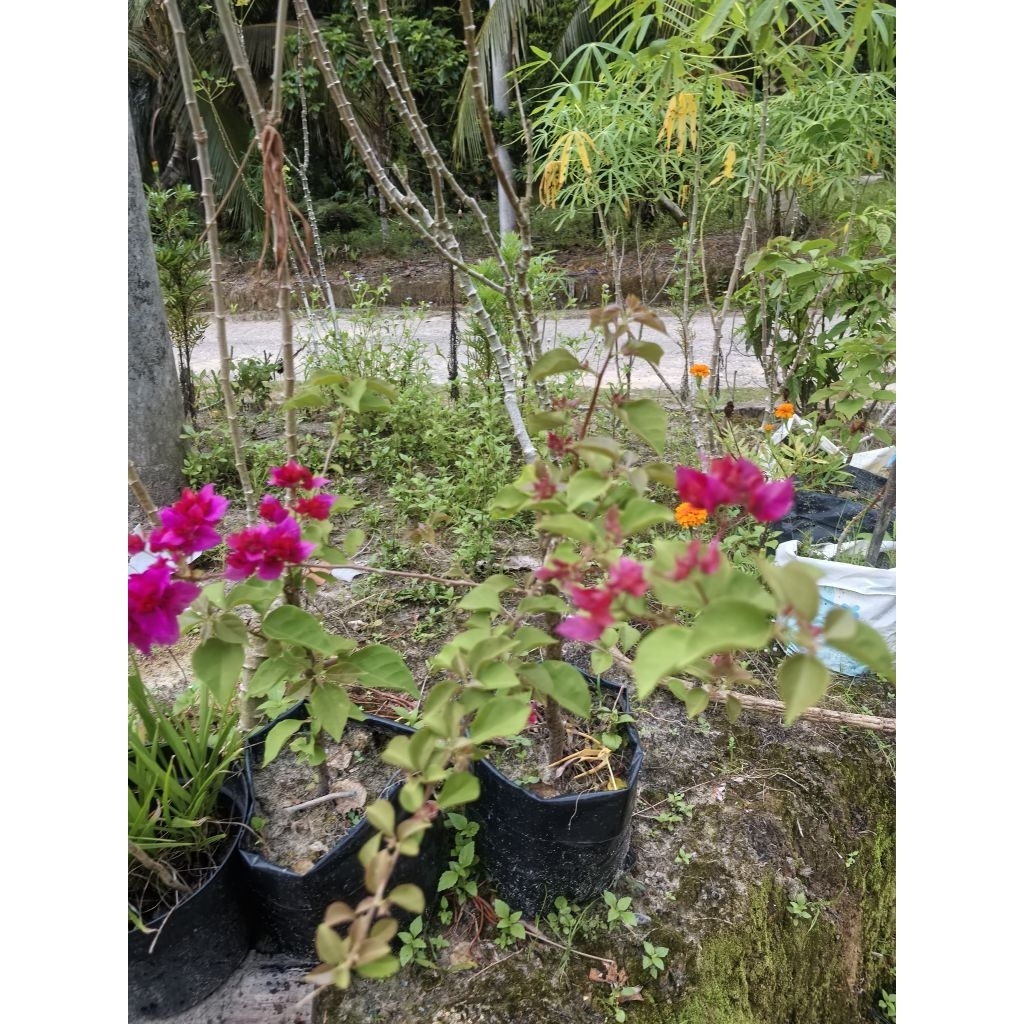 YHABU Hawai Pink Bougenville