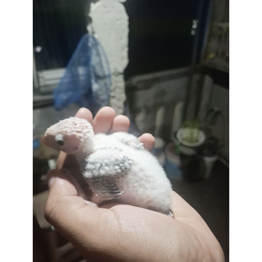 lolohan small conure dari indukan YSC X PINEAPPLE
