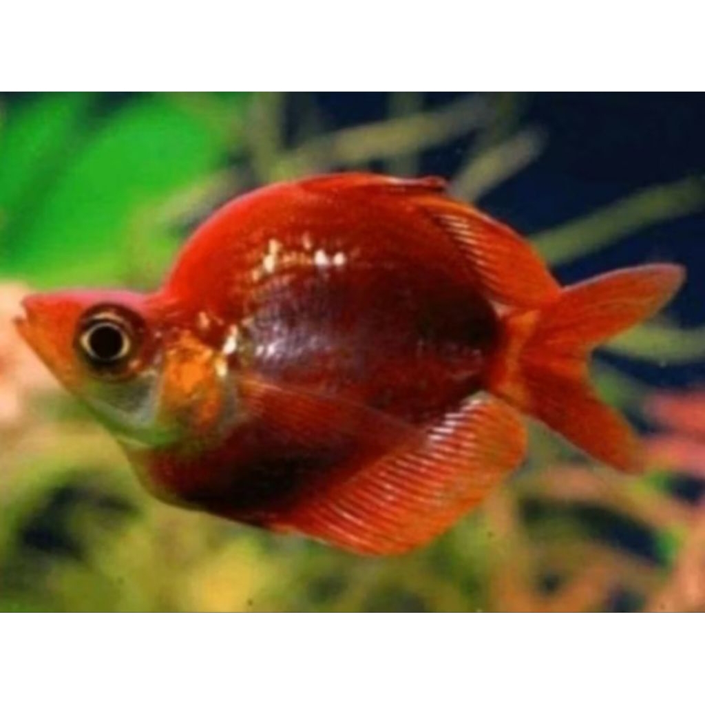 ikan rainbow merah balon jantan merah merona