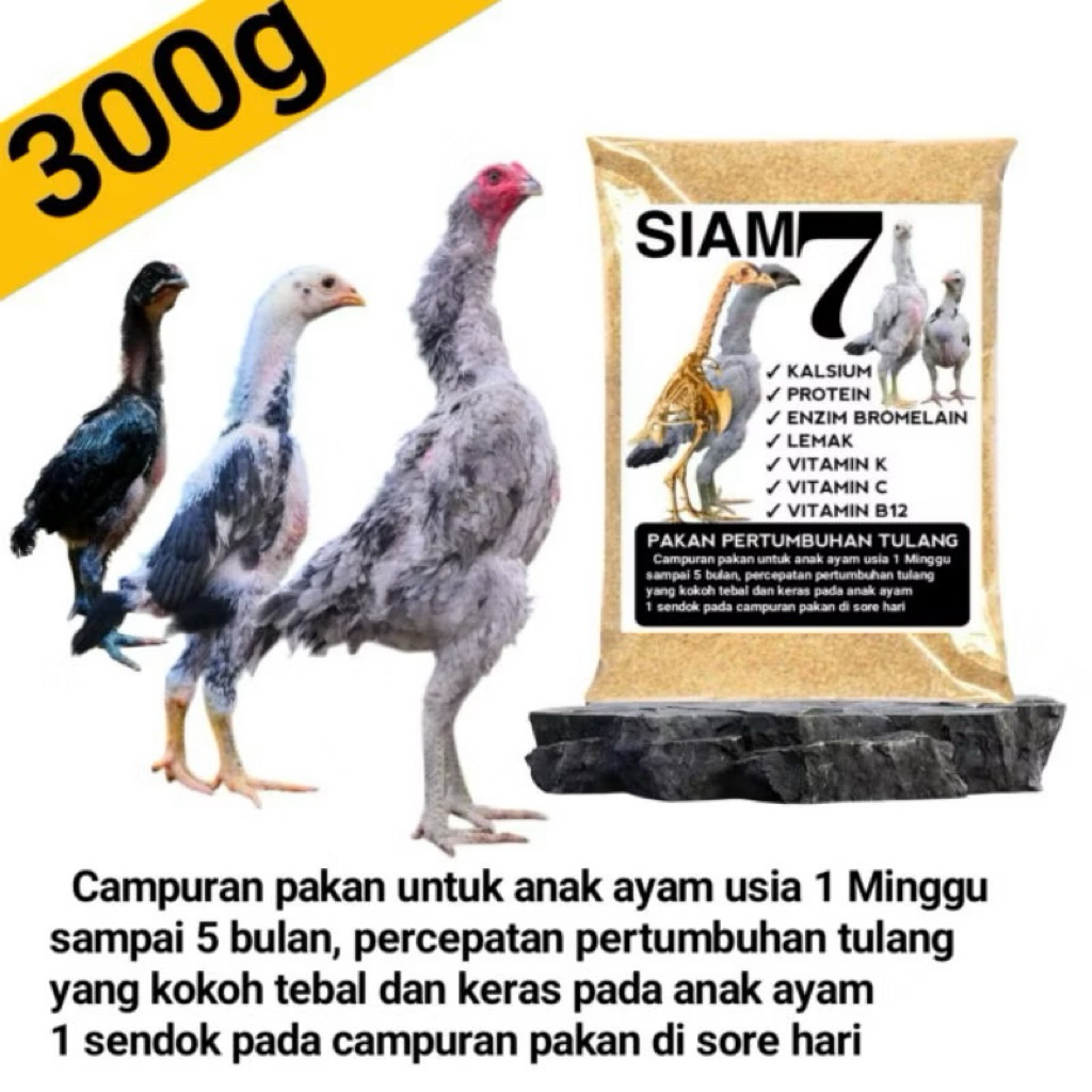 Pakan pembesar tulang anak ayam aduan ayam shamo ayam bangkok