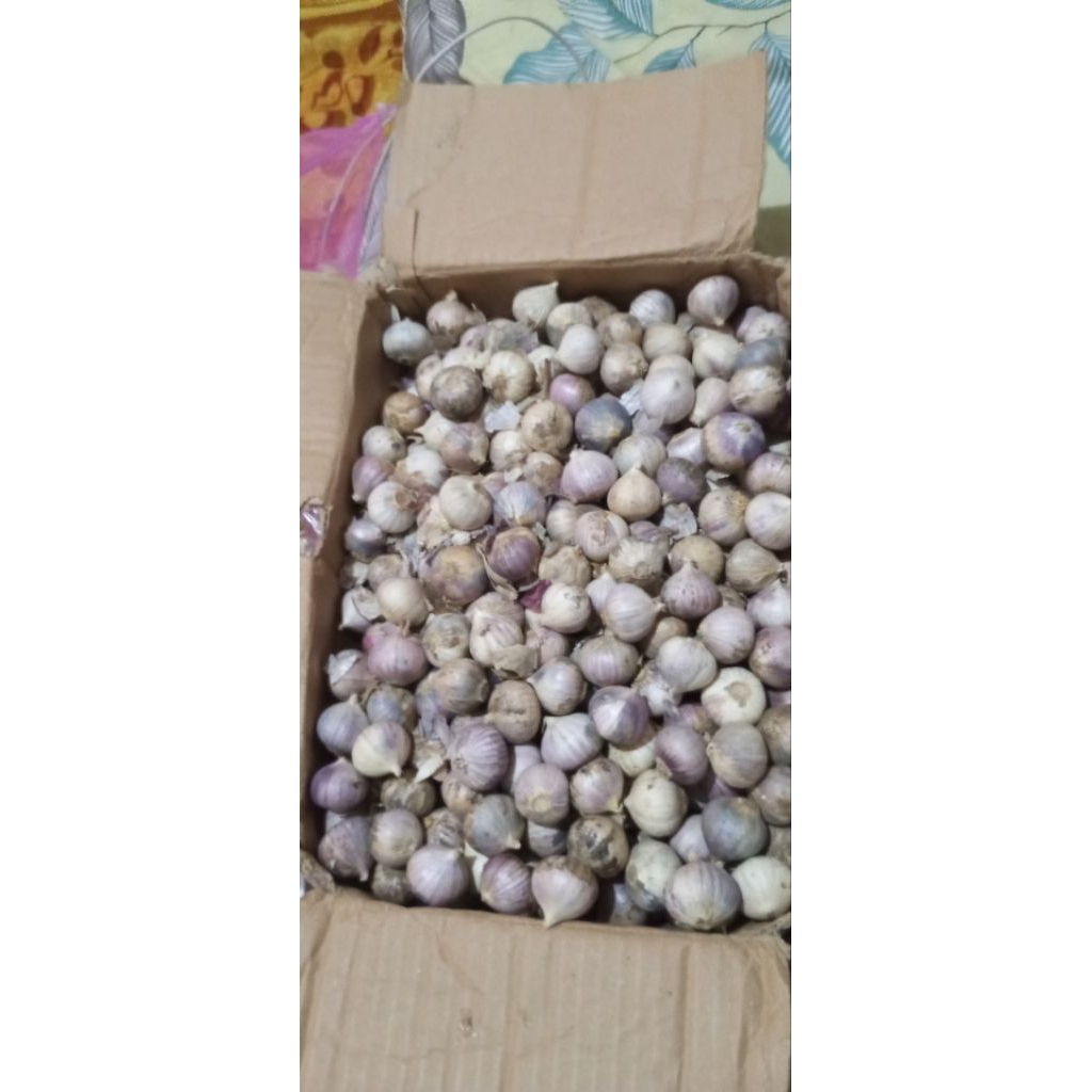 Black garlic bawang tunggal