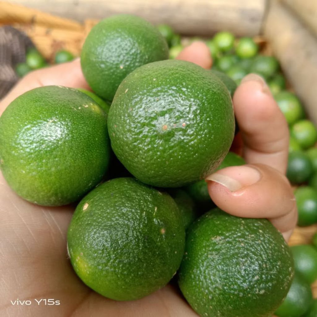 BIBIT jaboticaba white