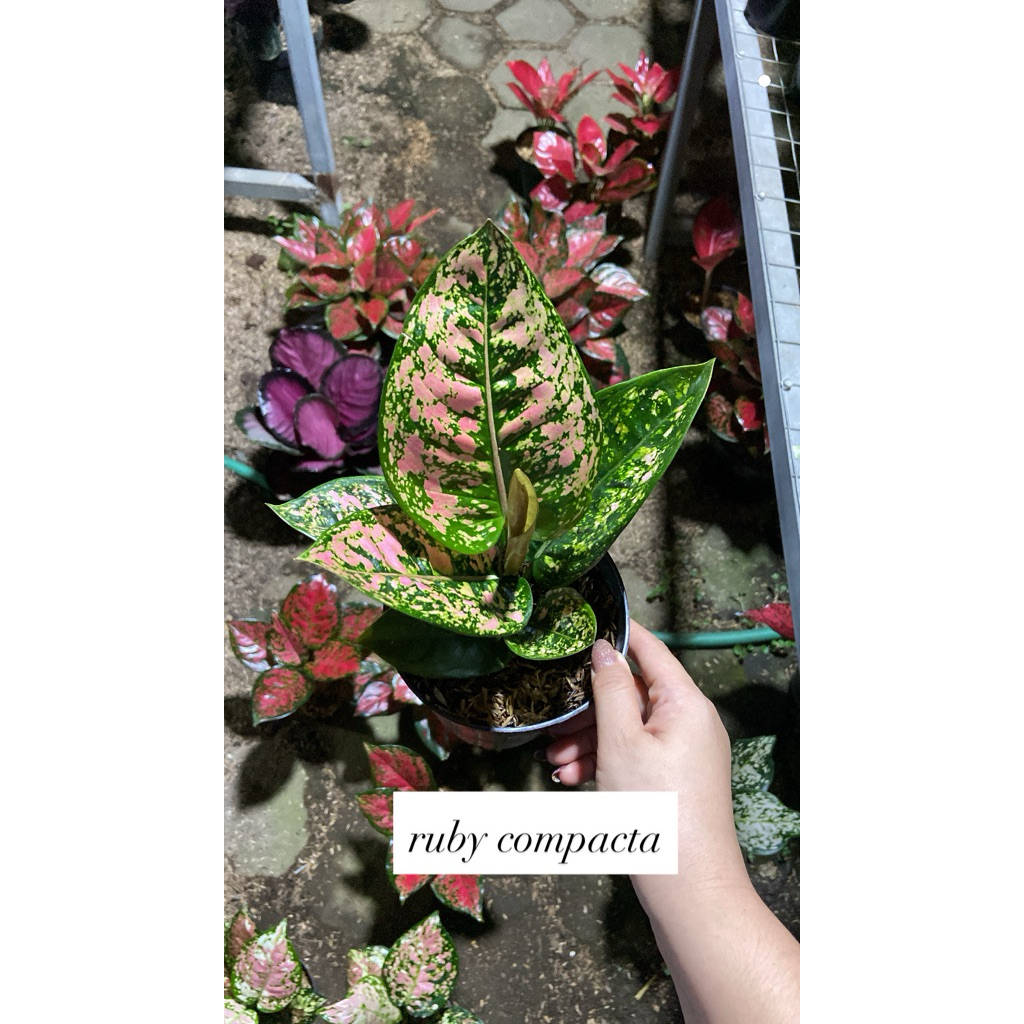 Aglaonema ruby kompakta