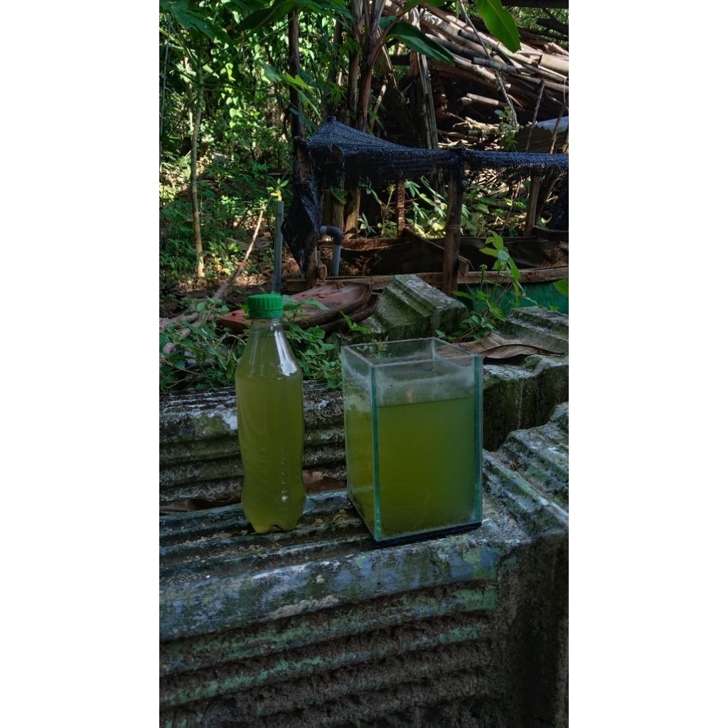 Air Hijau Chlorella 500ml Pakan Kutu Air Daphnia Moina