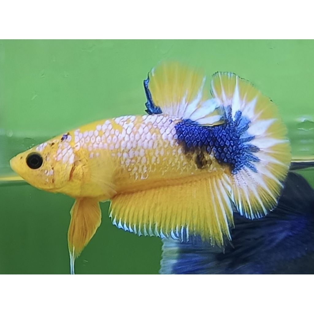 Hiasan aquarium cupang plakat yellow fancy / fccp yellow