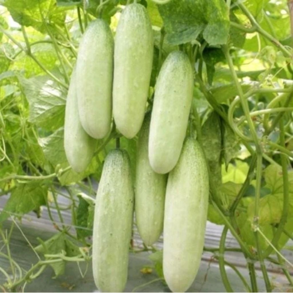 100 Biji Benih Mentimun Roket + Bonus - Benih Mentimun Roket Lalap -Buah Putih Kehijauan- Teras Mani