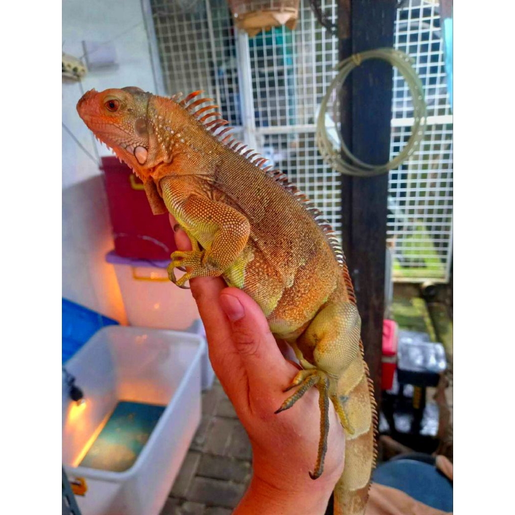 mainan iguana red tabago, mainan anak, iguana red tabago miniatur
