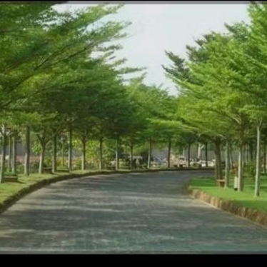 pohon ketapang kencana tinggi 3 meter