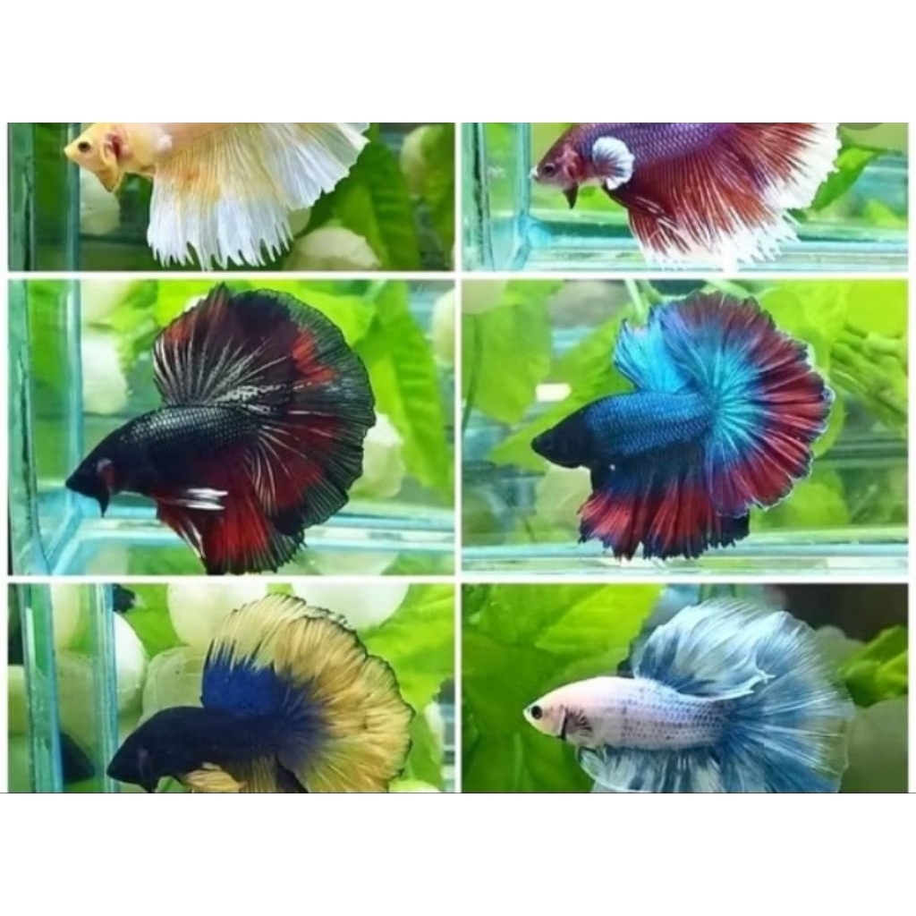 Paket Hemat ikan Cupang 10 ekor