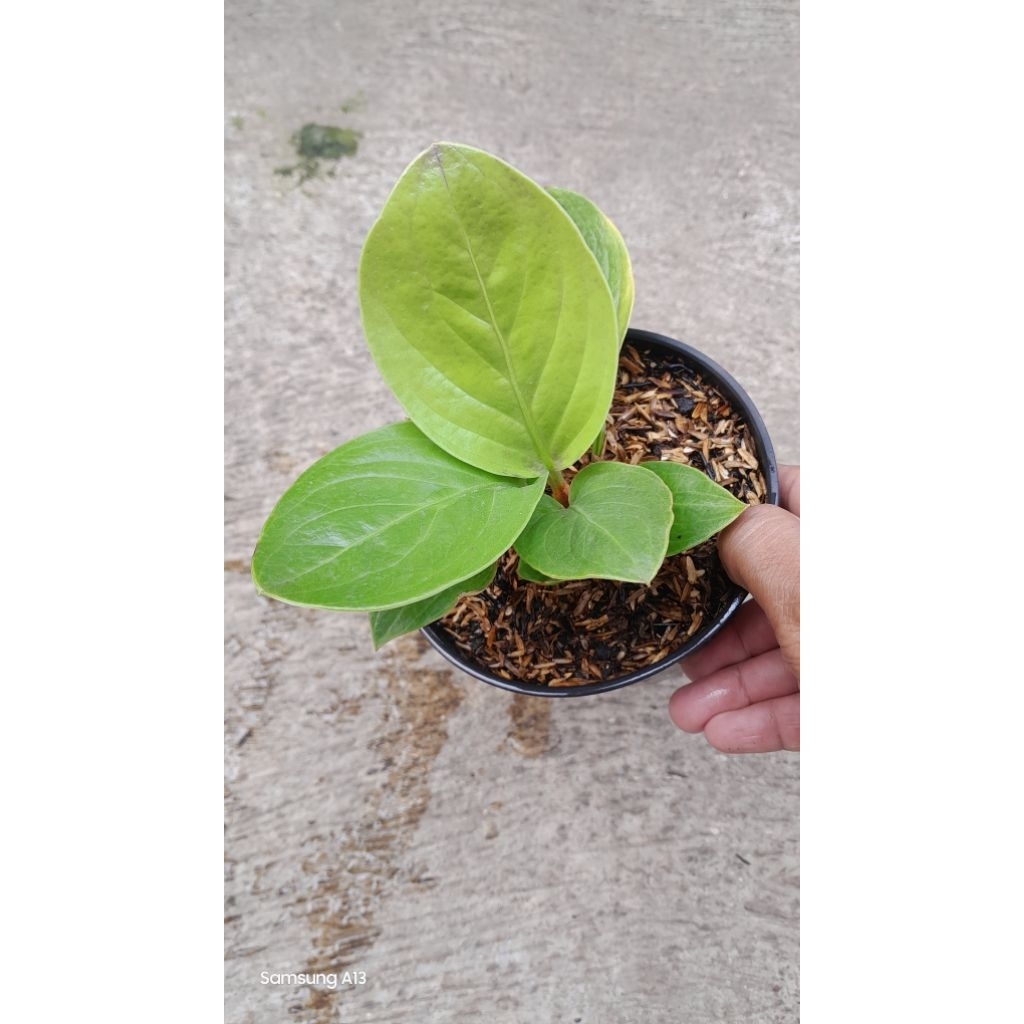 Anthurium Jemani Mangkok LADY GAGA (Size Remaja) (2)
