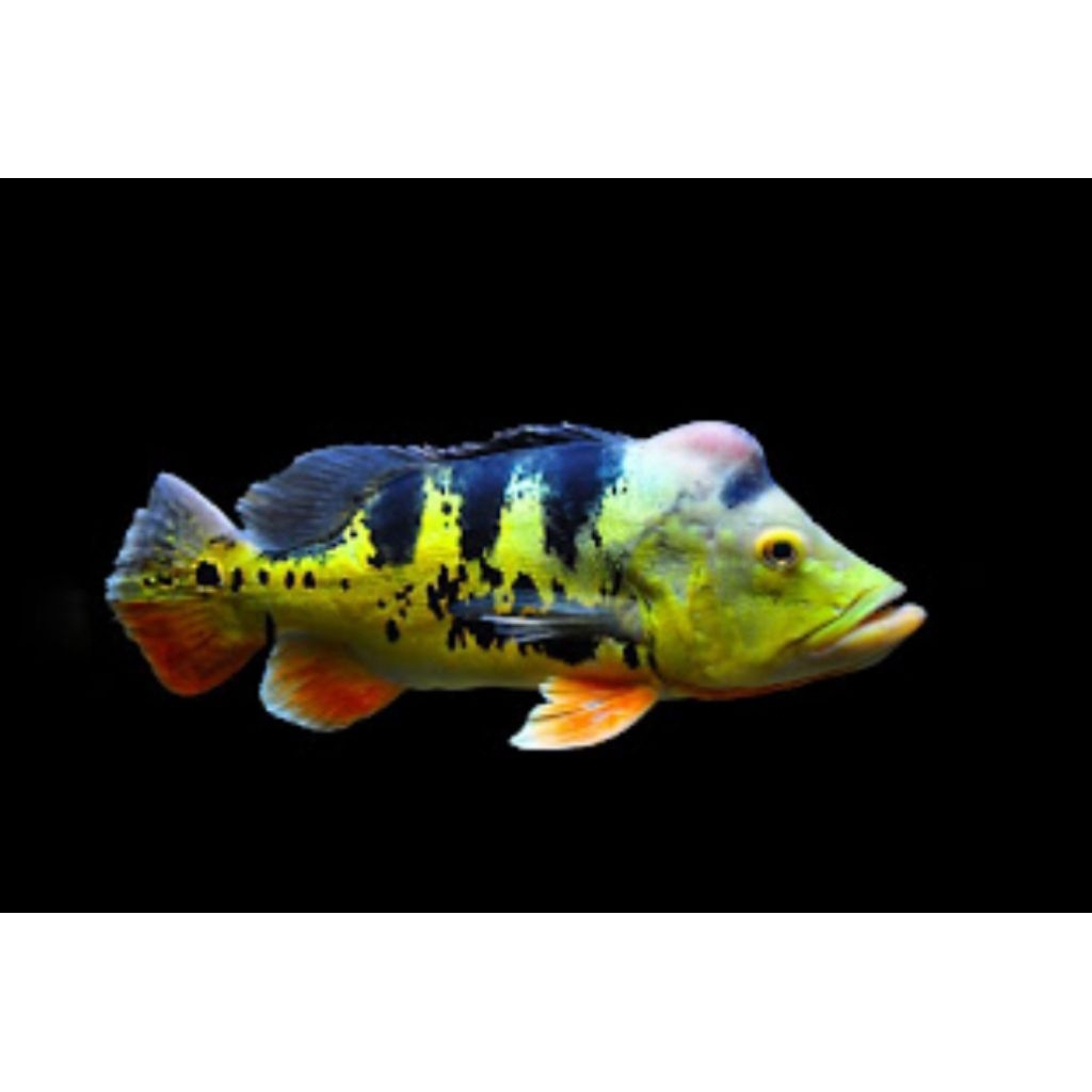 hiasan aquarium PBass Monoculus